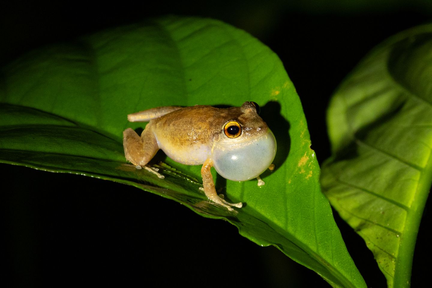 A coquí calling at night on a leaf, its vocal sac inflated